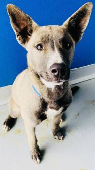 GI GI -  Australian Cattle Dog Blue Heeler and Mixed Breed Dog for Adoption in Visalia, California - GI GI | PetCurious