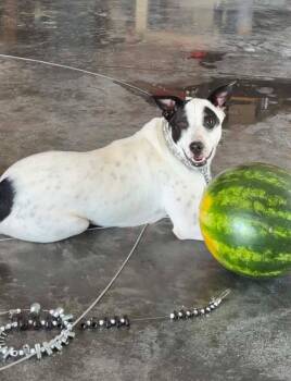 Sonic -  Pointer and Australian Cattle Dog Blue Heeler Dog for Adoption in Winchester, Illinois - Sonic | PetCurious