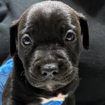 Alfredo -  Mixed Breed Dog for Adoption in Milton, Florida - Alfredo | PetCurious