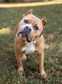 Liza -  Mixed Breed Dog Available for Adoption in Chamblee, Georgia - Liza | PetCurious