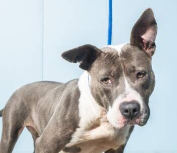 Pit Bull Terrier and Mixed Breed Dogs Available for Adoption - Salome (Nessie) | PetCurious