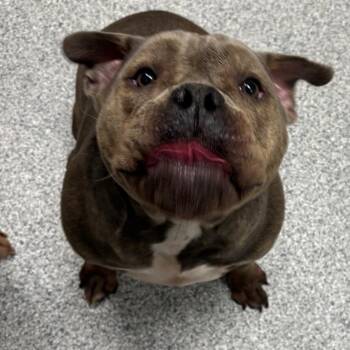 Joy -  American Staffordshire Terrier Dog for Adoption in Grand Rapids, Michigan - Joy | PetCurious