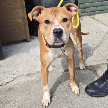 Pit Bull Terrier Dogs Available for Adoption in Newark, New Jersey - Magenta | PetCurious