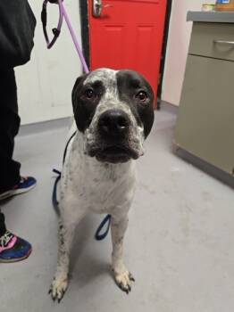 Rescue Mixed Breed Dogs for Adoption in West Chester, Pennsylvania - Adam | PetCurious