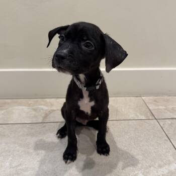 Mary Puppins -  Mixed Breed Dog for Adoption in Las Vegas, Nevada - Mary Puppins | PetCurious