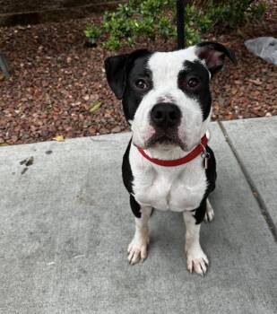 Rescue Pit Bull Terrier Dogs for Adoption in Los Angeles, California - Junior | PetCurious