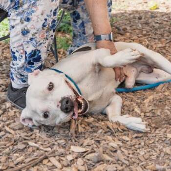 Mixed Breed Dogs Available for Adoption in Chamblee, Georgia - Vanilla- IN FOSTER | PetCurious