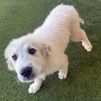 Great Pyrenees Dogs Available for Adoption in Loxahatchee Groves, Florida - Rain 0643 | PetCurious