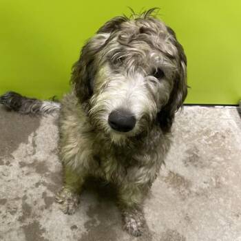 Shelly -  Labrador Retriever and Standard Poodle Dog for Adoption in Spokane, Washington - Shelly | PetCurious