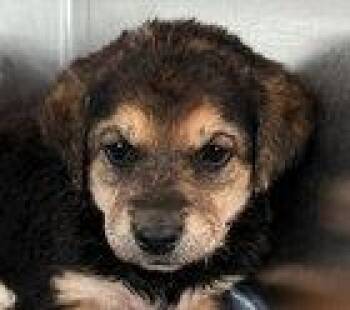 Labrador Retriever and Shepherd Dogs Available for Adoption in Fremont, California - Rosemary | PetCurious