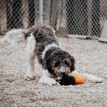 Mixed Breed and Poodle Dogs Available for Adoption in West Olive, Michigan - Nelson | PetCurious