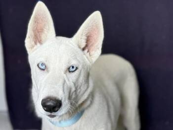 Papaya -  Husky and Mixed Breed Dog for Adoption in Portland, Oregon - Papaya | PetCurious