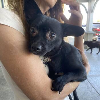 Terrier and Pug Dogs Available for Adoption - Johnny | PetCurious