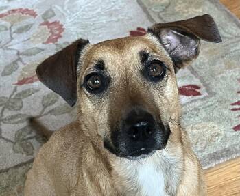 Raphael -  Dachshund Dog for Adoption in Nacogdoches, Texas - Raphael | PetCurious