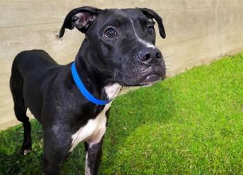 CHARLIE -  Pit Bull Terrier Dog for Adoption in Fort Lauderdale, Florida - CHARLIE | PetCurious