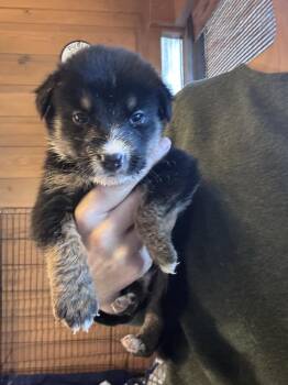 26-119 Atlas "JUST ARRIVED" -  Shepherd and Cattle Dog Dog for Adoption in Richardson, Texas - 26-119 Atlas "JUST ARRIVED" | PetCurious