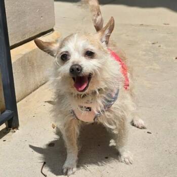 Chihuahua Dogs Available for Adoption in Shelby, North Carolina - Elsa | PetCurious