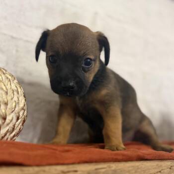 Dolly -  Chihuahua and Dachshund Dog for Adoption in Baton Rouge, Louisiana - Dolly | PetCurious