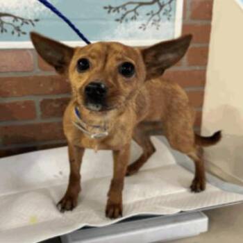 Chihuahua Dogs Available for Adoption - Oakleigh | PetCurious