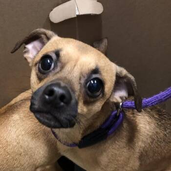 Baked Apple Pie (Orange) -  Mixed Breed Dog for Adoption in Oak Park, Illinois - Baked Apple Pie (Orange) | PetCurious