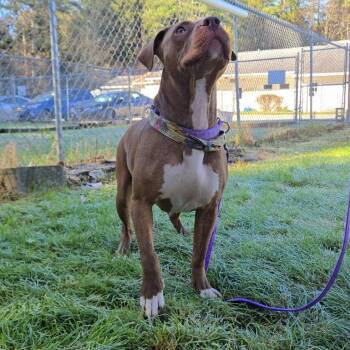 Miss Bea -  American Staffordshire Terrier Dog for Adoption in Pittsford, Vermont - Miss Bea | PetCurious