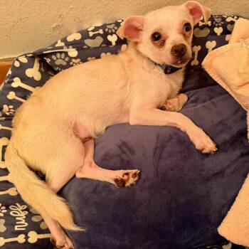 Peanut -  Chihuahua and Terrier Dog for Adoption in Bloomfield, Connecticut - Peanut | PetCurious