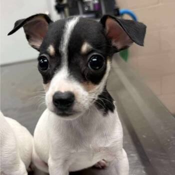 Rescue Jack Russell Terrier and Chihuahua Dogs for Adoption in Otisfield, Maine - Hannah | PetCurious