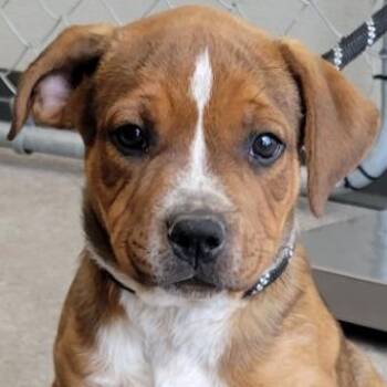 Rigatoni -  Mixed Breed Dog for Adoption in Las Cruces, New Mexico - Rigatoni | PetCurious