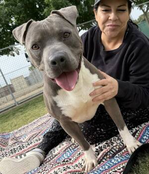 Rescue American Staffordshire Terrier Dogs for Adoption in Tulare, California - Roscoe | PetCurious