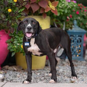 Holden -  Labrador Retriever Dog for Adoption in Wake Forest, North Carolina - Holden | PetCurious