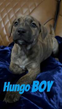 Pit Bull Terrier Dogs Available for Adoption - H Litter Hungo | PetCurious