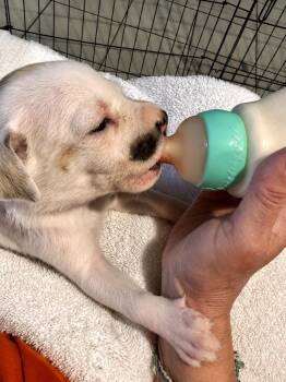 Marie - Local Puppy -  Cattle Dog Dog for Adoption in Princeton, Massachusetts - Marie - Local Puppy | PetCurious