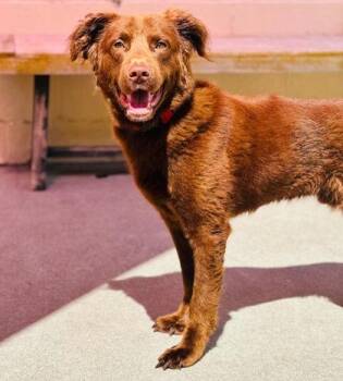 Copper -  Mixed Breed Dog for Adoption in West Chester, Pennsylvania - Copper | PetCurious
