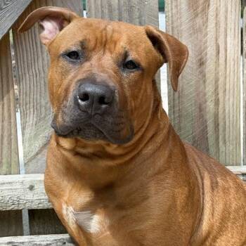 Scooby -  Pit Bull Terrier Dog for Adoption in Dayton, Ohio - Scooby | PetCurious