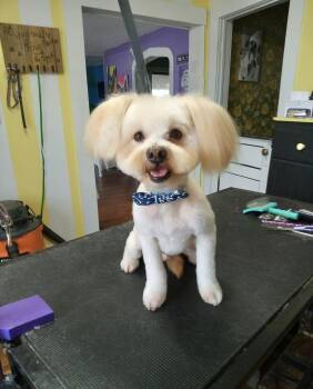 Rio -  Havanese Dog for Adoption in Manchester, Connecticut - Rio | PetCurious