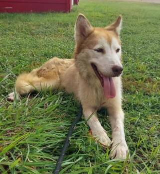 Foxy -  Siberian Husky Dog for Adoption in La Grange, Texas - Foxy | PetCurious