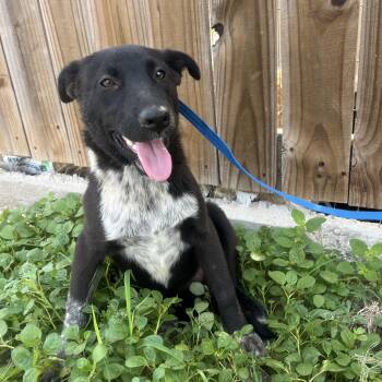 Border Collie and Cattle Dog Dogs Available for Adoption in Harlingen, Texas - Stella | PetCurious