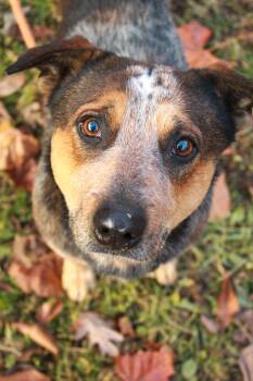 Rescue Australian Cattle Dog Blue Heeler Dogs for Adoption in Ona, West Virginia - Rango | PetCurious