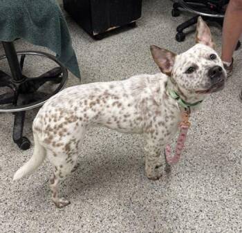 Polka Dots -  Mixed Breed Dog for Adoption in Kansas City, Missouri - Polka Dots | PetCurious