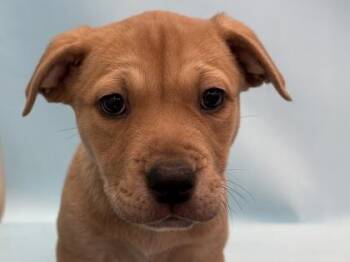 Fern -  Labrador Retriever and Mixed Breed Dog for Adoption in Golden Valley, Minnesota - Fern | PetCurious
