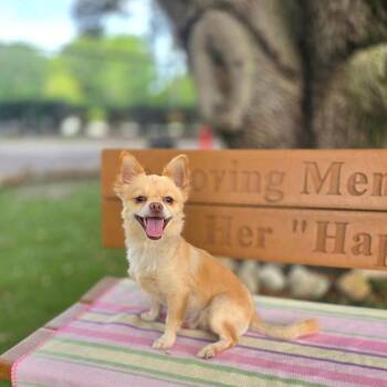 0738-D26 -  Chihuahua and Mixed Breed Dog for Adoption in Port Charlotte, Florida - 0738-D26 | PetCurious