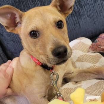 Cattle Dog Dogs Available for Adoption - Lily | PetCurious