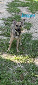 Rescue Terrier Dogs for Adoption in Spring, Texas - Jasper | PetCurious