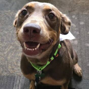 Johanna -  Mixed Breed Dog for Adoption in Ottawa Hills, Ohio - Johanna | PetCurious