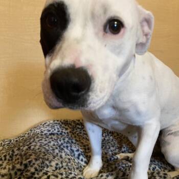 Mixed Breed Dogs Available for Adoption in Saint Charles, Missouri - Morticia | PetCurious