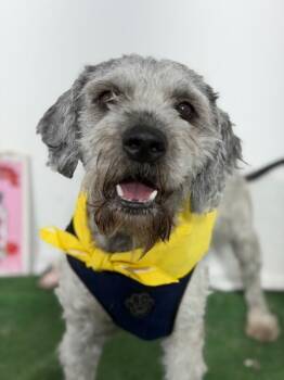 Sundance-One of our Amazing Rescue Dogs -  Schnoodle and Labradoodle Dog for Adoption in Carlsbad, California - Sundance-One Of Our Amazing Rescue Dogs | PetCurious