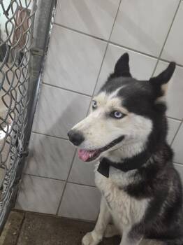 Osa -  Husky Dog for Adoption in Rock Springs, Wyoming - Osa | PetCurious