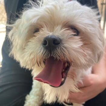 SAMMY -  Shih Tzu Dog Available for Adoption in Joshua Tree, California - SAMMY | PetCurious