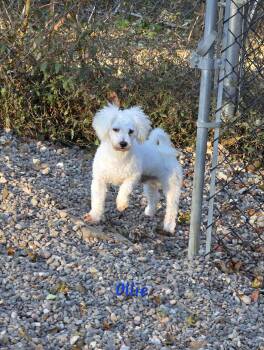 Rescue Bichon Frise Dogs for Adoption in Wever, Iowa - Ollie | PetCurious
