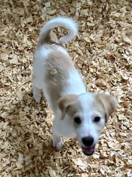 SIERRA -  Great Pyrenees Dog for Adoption in Fosters, Alabama - SIERRA | PetCurious